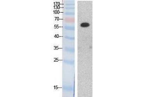 Western Blotting (WB) image for anti-Histone Deacetylase 1 (HDAC1) (Internal Region) antibody (ABIN3187983) (HDAC1 抗体  (Internal Region))