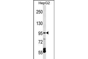 TRPV5 Antibody (C-term) (ABIN1537515 and ABIN2848459) western blot analysis in HepG2 cell line lysates (35 μg/lane). (TRPV5 抗体  (C-Term))