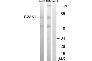 Western blot analysis of extracts from A549 cells and COS-7 cells, using EIF2AK1 antibody. (EIF2AK1 抗体  (Internal Region))