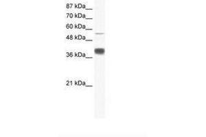 Image no. 1 for anti-Mesoderm Induction Early Response 1, Family Member 3 (MIER3) (AA 137-186) antibody (ABIN6736028) (MIER3 抗体  (AA 137-186))