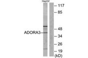 Western blot analysis of extracts from HepG2 cells, using ADORA3 Antibody. (Adenosine A3 Receptor 抗体  (AA 269-318))