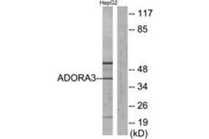 Western blot analysis of extracts from HepG2 cells, using ADORA3 Antibody.
