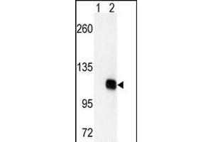 Western Blotting (WB) image for anti-Diacylglycerol Kinase, zeta (DGKZ) (AA 989-1019), (C-Term) antibody (ABIN392631)