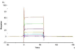Surface Plasmon Resonance (SPR) image for Fc Fragment of IgG, Low Affinity IIb, Receptor (CD32) (FCGR2B) (AA 46-217) protein (His-Avi Tag,Biotin) (ABIN7274289)