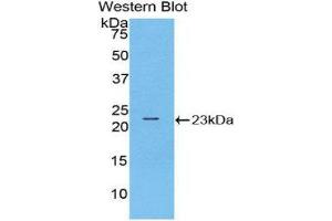 Western Blotting (WB) image for anti-Ribonuclease A10 (AA 27-216) antibody (ABIN1171809) (Ribonuclease A10 (AA 27-216) 抗体)