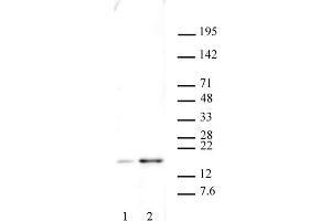 Histone H2AX phospho Ser139 antibody tested by Western blot. (H2AFX 抗体  (pSer139))