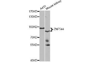 Western blot analysis of extracts of various cell lines, using ZNF544 antibody. (ZNF544 抗体)