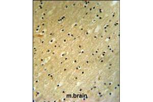 BCOR Antibody (Center S1122) IHC analysis in formalin fixed and paraffin embedded mouse brain tissue followed by peroxidase conjugation of the secondary antibody and DAB staining. (BCMO1 抗体  (AA 1107-1137))
