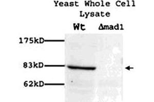 Western blot showing Mad1p polyclonal antibody  (1 : 100) on yeast whole cell lysate. (PSMD14 抗体)