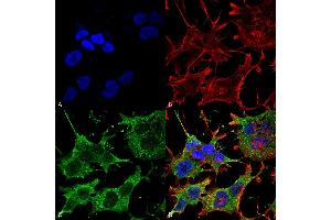 Immunocytochemistry/Immunofluorescence analysis using Mouse Anti-SNAT1 Monoclonal Antibody, Clone S104-32 (ABIN1027716). (SLC38A1 抗体  (AA 1-63))