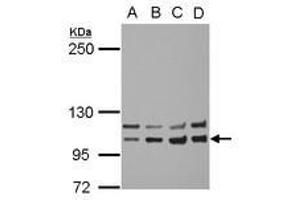 Image no. 2 for anti-Insulin Receptor (INSR) (AA 816-988) antibody (ABIN1498892) (Insulin Receptor 抗体  (AA 816-988))