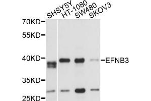 Western blot analysis of extracts of various cell lines, using EFNB3 antibody (ABIN5975812) at 1/1000 dilution. (Ephrin B3 抗体)