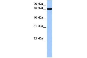 hCG_1646157 antibody used at 0. (Zinc Finger Protein 891 (ZNF891) (N-Term) 抗体)