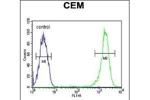 CASP3(Asp175) Antibody (ABIN651176 and ABIN2840112) flow cytometric analysis of CEM cells (right histogram) compared to a negative control cell (left histogram). (Caspase 3 抗体  (Asp175))
