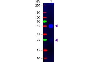 Western blot of Fluorescein conjugated Goat F(ab’)2 Anti-Rabbit IgG Pre-Adsorbed secondary antibody. (山羊 anti-兔 IgG (Heavy & Light Chain) Antibody (FITC) - Preadsorbed)
