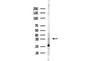 Western blot analysis of lysates from Rat brain, using Lefty Antibody at 1/1000 dilution.