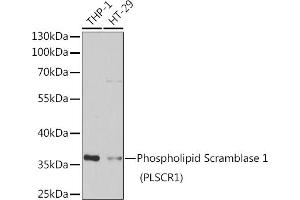 Western blot analysis of extracts of various cell lines, using Phospholipid Scramblase 1 (Phospholipid Scramblase 1 (PLSCR1)) antibody (ABIN6132498, ABIN6145796, ABIN6145797 and ABIN6222400) at 1:1000 dilution. (PLSCR1 抗体  (AA 1-318))