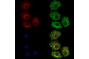 ABIN6262561 and ABIN6278898 staining Hela cells by IF/ICC. (IL28B 抗体  (Internal Region))