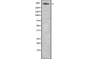 Western blot analysis of LAMA5 expression in HEK293 cells ,The lane on the left is treated with the antigen-specific peptide. (Laminin alpha 5 抗体  (N-Term))
