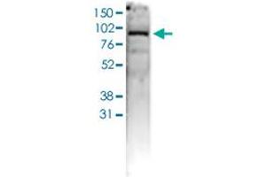 Western Blot (Cell lysate) analysis of 40 ug whole cell extracts of U2OS cells. (AGO1 抗体  (C-Term))