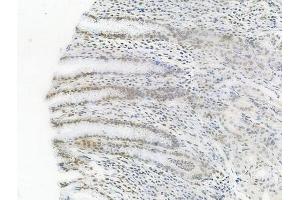 ABIN6256471 and ABIN6267557 at 1/100 staining human normal gastric tissue by IHC-P. (Caspase 9 抗体  (pThr125))