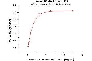 Immobilized Human BCMA, Fc Tag (ABIN2180645,ABIN2180644) at 2 μg/mL (100 μL/well) can bind A BCMA Mab with a linear range of 0. (BCMA Protein (AA 1-54) (Fc Tag))
