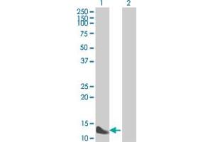 Western Blot analysis of FABP1 expression in transfected 293T cell line by FABP1 MaxPab polyclonal antibody. (FABP1 抗体  (AA 1-127))