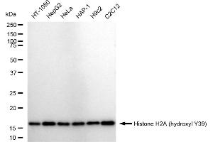 anti-Histone H2A (H2AY39oh) antibody
