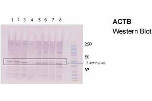 Western Blotting (WB) image for anti-Actin, beta (ACTB) (Middle Region) antibody (ABIN2778644)