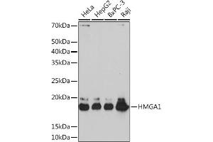 Western blot analysis of extracts of various cell lines, using HMG Rabbit mAb (ABIN7267646) at 1:1000 dilution. (HMGA1 抗体)