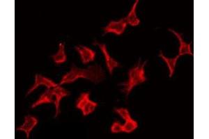 ABIN6276551 staining Hela by IF/ICC. (NCF1 抗体  (C-Term))