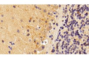 Detection of BMP2 in Rabbit Cerebellum Tissue using Polyclonal Antibody to Bone Morphogenetic Protein 2 (BMP2) (BMP2 抗体  (AA 284-388))
