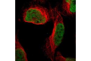 Immunofluorescent staining of human cell line U-2 OS shows localization to nucleoplasm. (QKI 抗体  (AA 163-311))