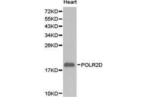 Western Blotting (WB) image for anti-Polymerase (RNA) II (DNA Directed) Polypeptide D (POLR2D) antibody (ABIN1874184)