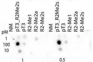 Dot Blot of Rabbit Histone H3 pT3/R2Me2s Antibody. (Histone 3 抗体  (H3R2me2s, pThr3))