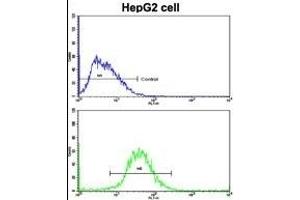 Flow cytometric analysis of HepG2 cells using FTH1 Antibody (C-term)(bottom histogram) compared to a negative control cell (top histogram). (FTH1 抗体  (C-Term))