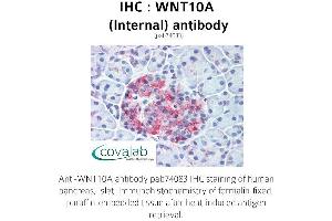 Image no. 1 for anti-Wingless-Type MMTV Integration Site Family, Member 10A (WNT10A) (Internal Region) antibody (ABIN1740818) (WNT10A 抗体  (Internal Region))