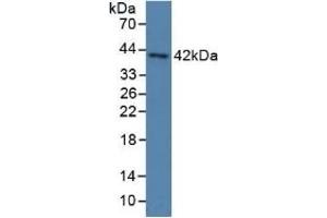 Detection of PON3 in Human Serum using Polyclonal Antibody to Paraoxonase 3 (PON3) (PON3 抗体  (AA 2-354))