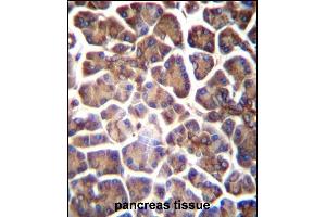 GNAS Antibody (C-term) (ABIN656989 and ABIN2850497) immunohistochemistry analysis in formalin fixed and paraffin embedded human pancreas tissue followed by peroxidase conjugation of the secondary antibody and DAB staining. (GNAS 抗体  (C-Term))