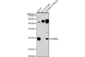 Immunoprecipitation (IP) image for anti-Proteasome (Prosome, Macropain) Subunit, beta Type 2 (PSMB2) (AA 1-201) antibody (ABIN6146314)