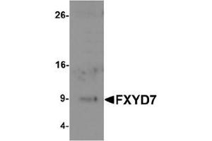 Western blot analysis of FXYD7 in human lung tissue lysate with FXYD7 antibody at 1 ug/mL. (FXYD7 抗体  (N-Term))