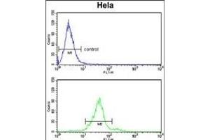 GALNT2 Antibody (N-term) (ABIN653281 and ABIN2842795) flow cytometry analysis of Hela cells (bottom histogram) compared to a negative control cell (top histogram). (GALNT2 抗体  (N-Term))