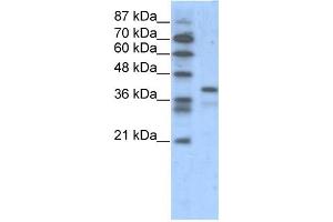 WB Suggested Anti-POU5F1 Antibody Titration:  1. (OCT4 抗体  (N-Term))