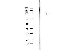 Western blot analysis of lysates from Hela cells(heat-shock,45 min treatment), using Phospho-TrkC (Tyr516) Antibody at 1/1000 dilution.