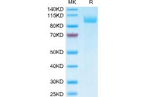 SDS-PAGE (SDS) image for Sialic Acid Binding Ig-Like Lectin 5 (SIGLEC5) (AA 17-434) protein (Fc Tag,Biotin) (ABIN7275590)
