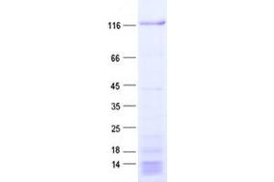 Validation with Western Blot (PDZRN4 Protein (His tag))
