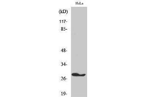 Western Blotting (WB) image for anti-Fas (TNFRSF6)-Associated Via Death Domain (FADD) (Tyr397) antibody (ABIN3175046) (FADD 抗体  (Tyr397))