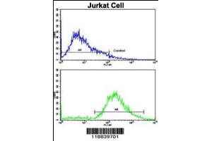Flow cytometric analysis of jurkat cells using VIP Antibody (bottom histogram) compared to a negative control cell (top histogram). (Vip 抗体  (C-Term))