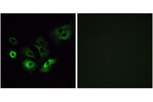 Immunofluorescence analysis of A549 cells, using OR4Q3 Antibody.