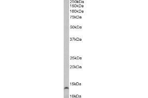 ABIN1781960 (1µg/ml) staining of Colon cancer lysate (35µg protein in RIPA buffer). (TFF3 抗体  (Internal Region))